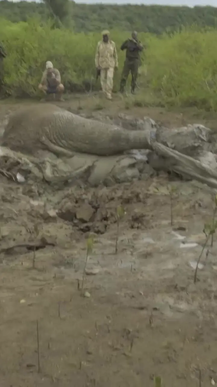 عملیات نفس گیر برای نجات یک فیل گیر کرده در گل