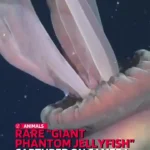 ویدیوی شگفت انگیز از روح ترسناک 10 متری در اعماق اقیانوس