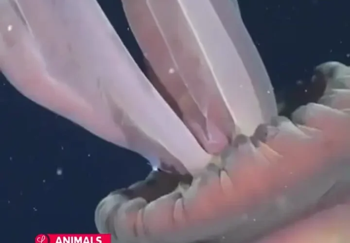 ویدیوی شگفت انگیز از روح ترسناک 10 متری در اعماق اقیانوس