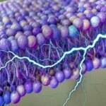 کشف منبع انرژی پنهان در سلول های انسان