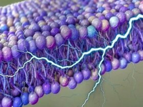 کشف منبع انرژی پنهان در سلول های انسان