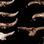 نئاندرتال ها