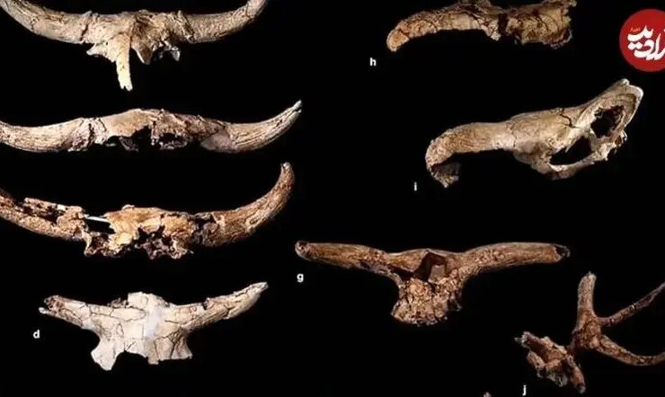 نئاندرتال ها