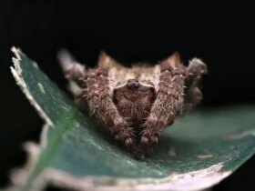 عنکبوت داروین