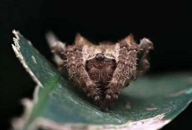 عنکبوت داروین