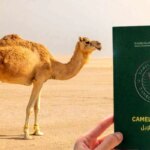 شترهای سعودی پاسپورت می گیرند