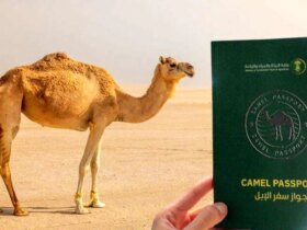 شترهای سعودی پاسپورت می گیرند