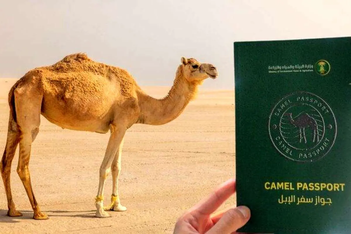 شترهای سعودی پاسپورت می گیرند