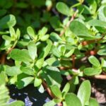 خرفه؛ یک مکمل طبیعی برای کنترل فشار خون بالا