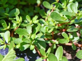 خرفه؛ یک مکمل طبیعی برای کنترل فشار خون بالا