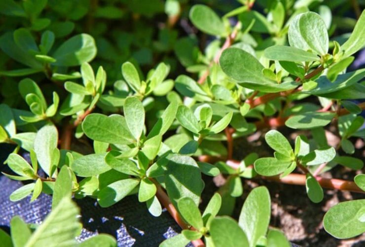 خرفه؛ یک مکمل طبیعی برای کنترل فشار خون بالا 34 خرفه؛ یک مکمل طبیعی برای کنترل فشار خون بالا