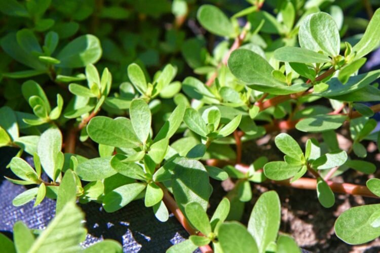 خرفه؛ یک مکمل طبیعی برای کنترل فشار خون بالا