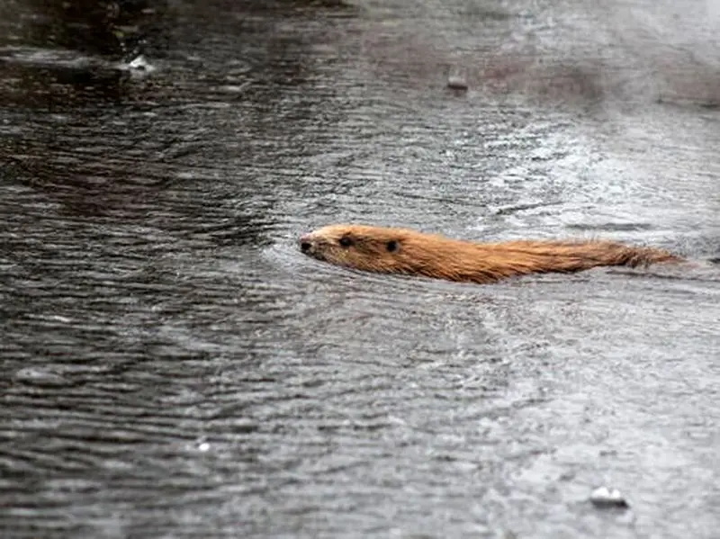 یک حیوان منقرض شده پس از 4 قرن به رودخانه های بریتانیا بازگشت 6 سمور سمور