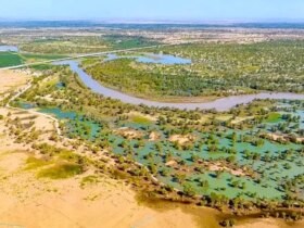 پشت صحنه کاشت 66 میلیارد درخت در حاشیه بیابان های چین 9 درختکاری