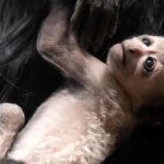 تولد نادر سه میمون در حال انقراض در بریتانیا