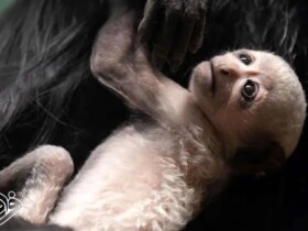 تولد نادر سه میمون در حال انقراض در بریتانیا 8 تولد نادر سه میمون در حال انقراض در بریتانیا