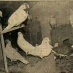 در بهمن 1354 تصحیحات کفتر پورانی تصویب شد