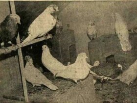 در بهمن 1354 تصحیحات کفتر پورانی تصویب شد