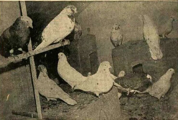 در بهمن 1354 تصحیحات کفتر پورانی تصویب شد