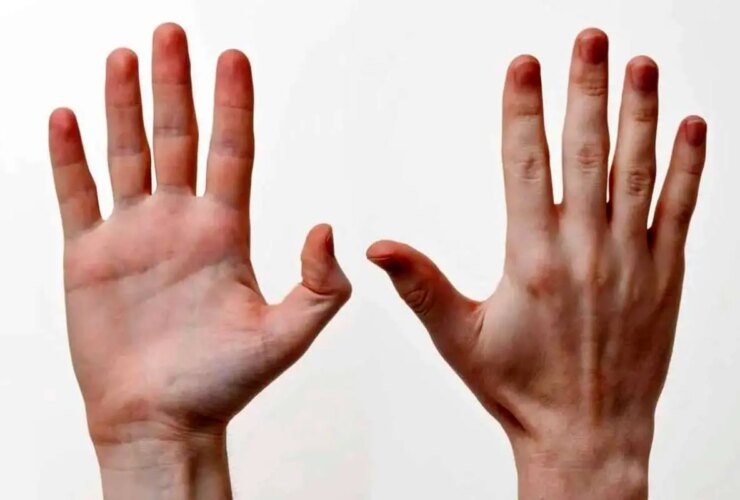چرا انگشتان انسان به این شکل است؟
