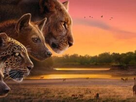 رقابت و تعامل شیر، پلنگ، کفتار و سگ / مستند «کلامرو» در شبکه مستند 8 رقابت و تعامل شیر، پلنگ، کفتار و سگ / مستند «کلامرو» در شبکه مستند