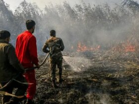 آتش سوزی در تالاب انزلی