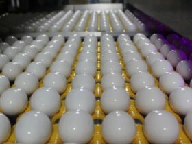 آیا تخم مرغ ارزان شده است؟