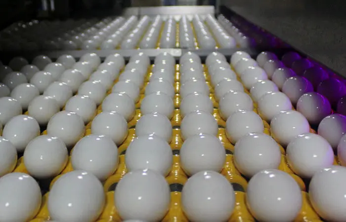 آیا تخم مرغ ارزان شده است؟