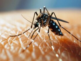اقدام عقیم سازی پشه Aedes با کمک آژانس انرژی اتمی