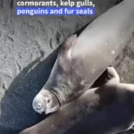 اپیدمی آنفولانزای پرندگان در قطب جنوب