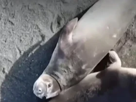 اپیدمی آنفولانزای پرندگان در قطب جنوب