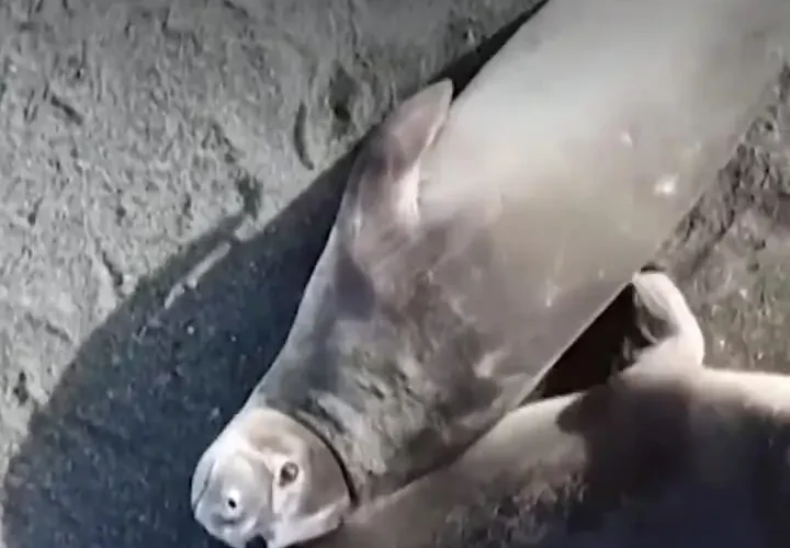 اپیدمی آنفولانزای پرندگان در قطب جنوب