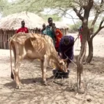 برای دیدن؛ خشکسالی شدید در کنیا