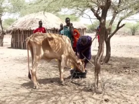برای دیدن؛ خشکسالی شدید در کنیا