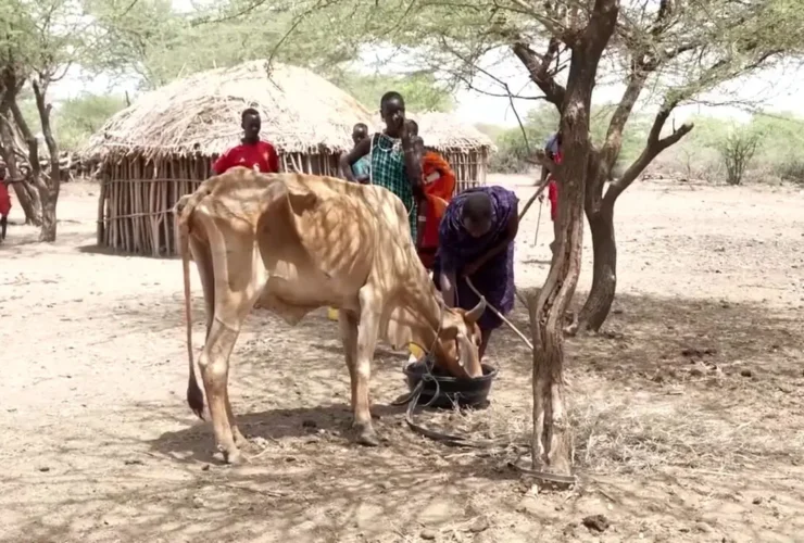 برای دیدن؛ خشکسالی شدید در کنیا