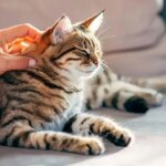 تحقیقات جدید: گربه ها ممکن است کلید درمان سرطان در انسان باشند