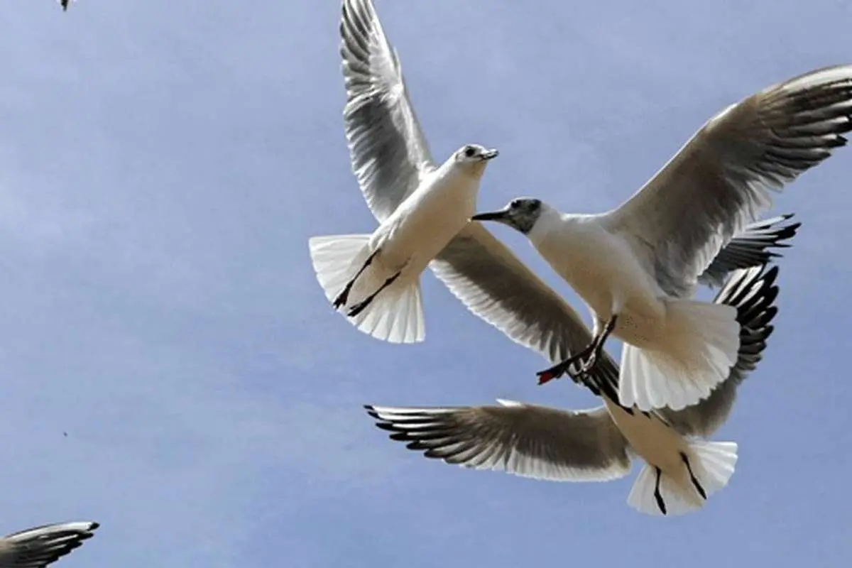 تصاویر; شیراز در آغوش پرندگان یخی