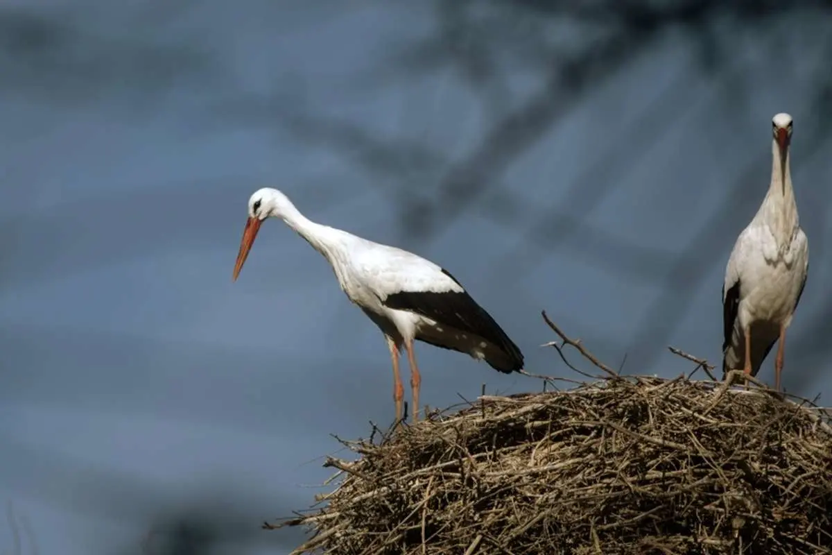 تصاویر; لک لک های فراموش نشدنی پالایشگاه