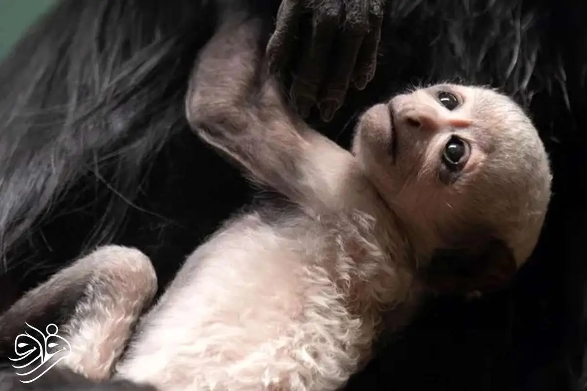 تولد نادر سه میمون در حال انقراض در بریتانیا