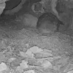 تولد نادر طوطی بدون پرواز در حال انقراض