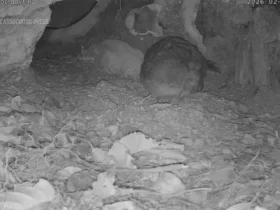 تولد نادر طوطی بدون پرواز در حال انقراض 9 تولد نادر طوطی بدون پرواز در حال انقراض