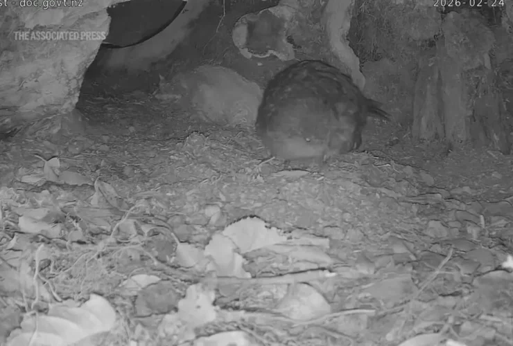 تولد نادر طوطی بدون پرواز در حال انقراض 6 تولد نادر طوطی بدون پرواز در حال انقراض