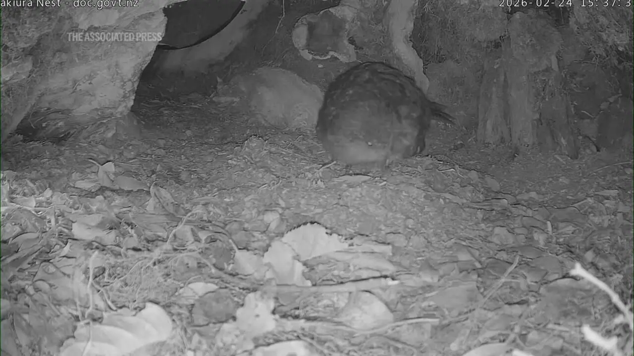 تولد نادر طوطی بدون پرواز در حال انقراض