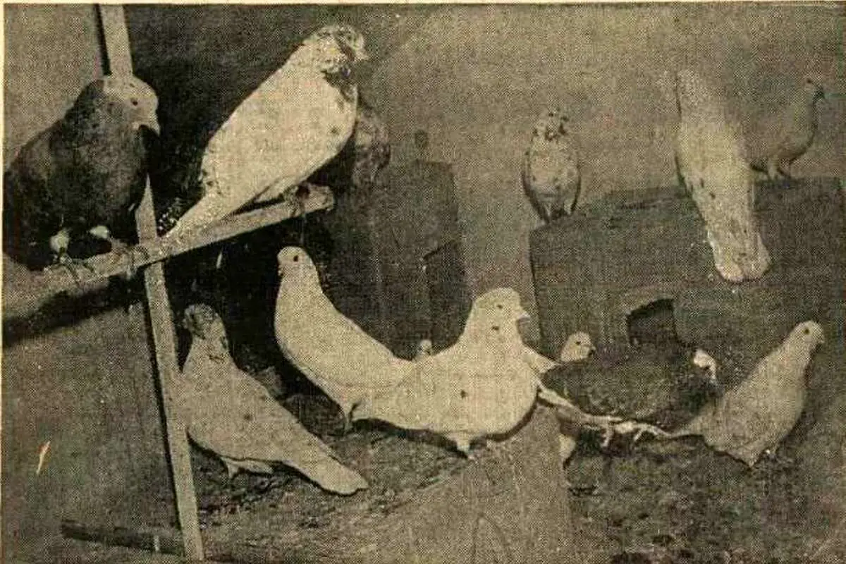 در بهمن 1354 تصحیحات کفتر پورانی تصویب شد 