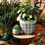 علامت هشدار برای تعویض فوری گلدان