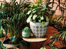 علامت هشدار برای تعویض فوری گلدان