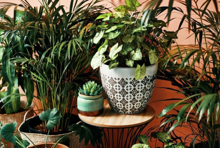 علامت هشدار برای تعویض فوری گلدان