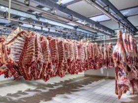 قیمت ها کاهش یافت/ رقابت در بازار گوشت آغاز شد