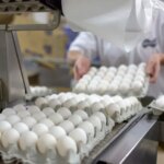 ممنوعیت صادرات تخم مرغ لغو شد