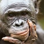 میمون ها نیز مانند انسان ها توانایی رویا دیدن دارند.